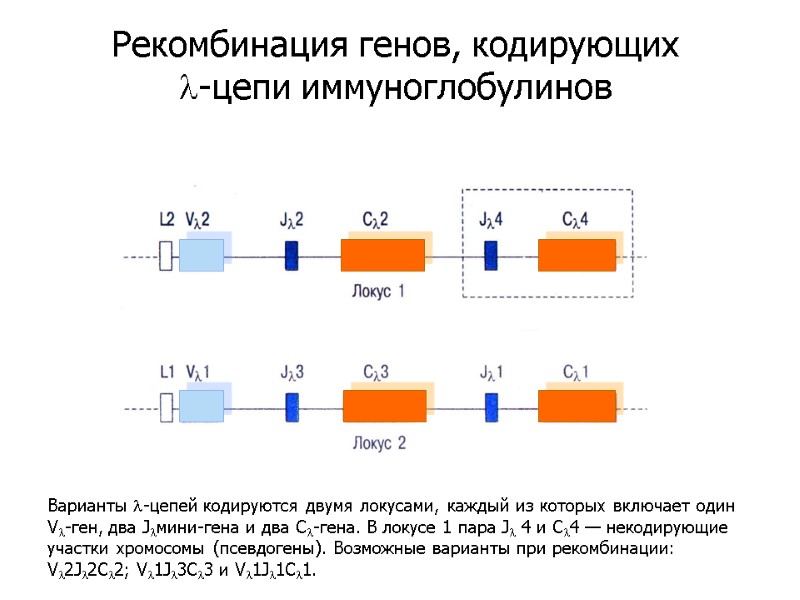 Варианты l-цепей кодируются двумя локусами, каждый из которых включает один Vl-ген, два Jlмини-гена и